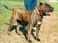pitbull